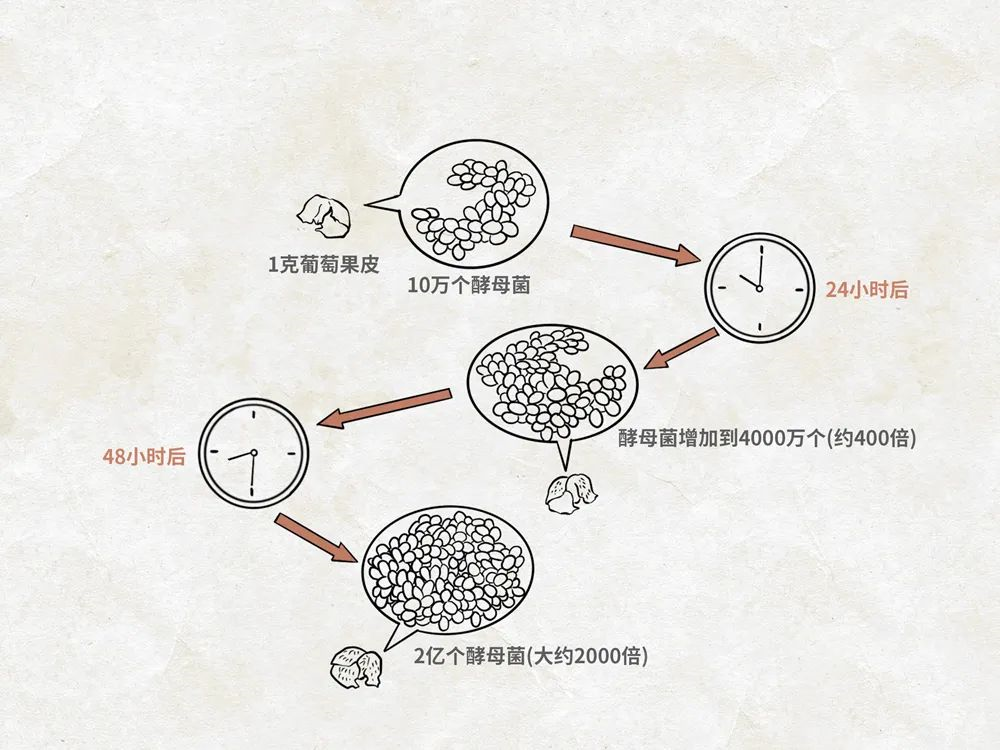 是什么成就了川酒浓香一一国宝窖池450年